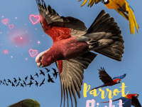 parrot flight