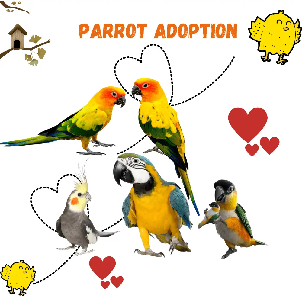 Parrot adoption