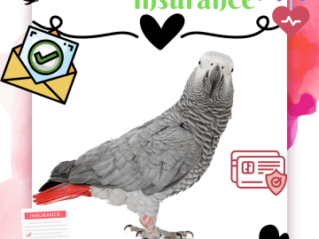 Parrot insurance