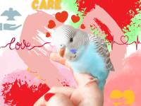 parakeet care
