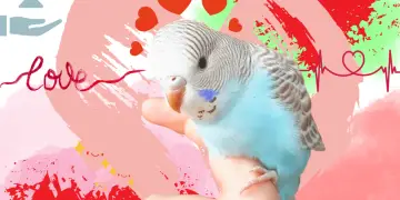 parakeet care