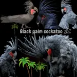 Black palm cockatoo
