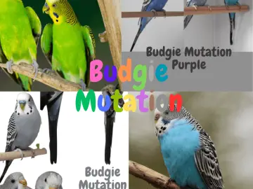 Budgie Mutation
