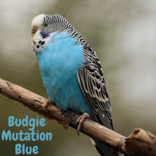 Budgie mutation blue