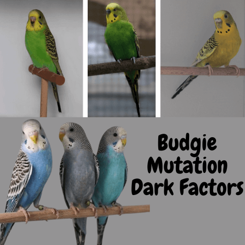 Budgie mutation dark factors
