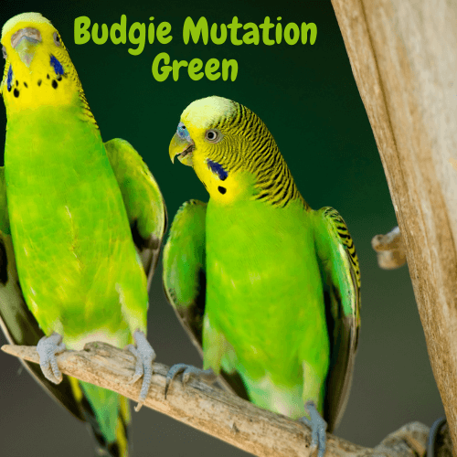 Budgie mutation green