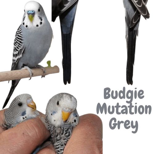 Budgie mutation grey
