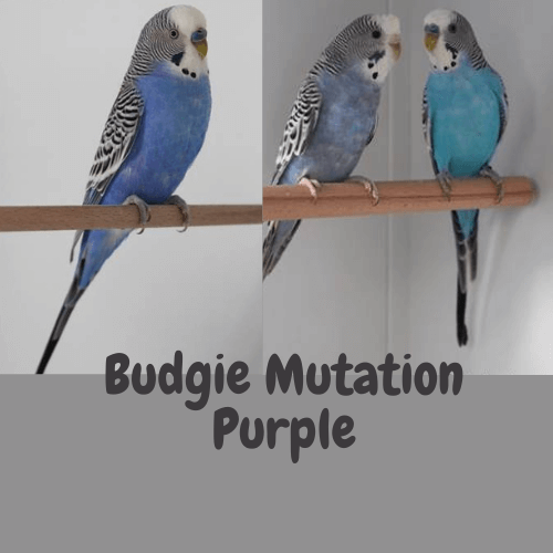 Budgie mutation purple