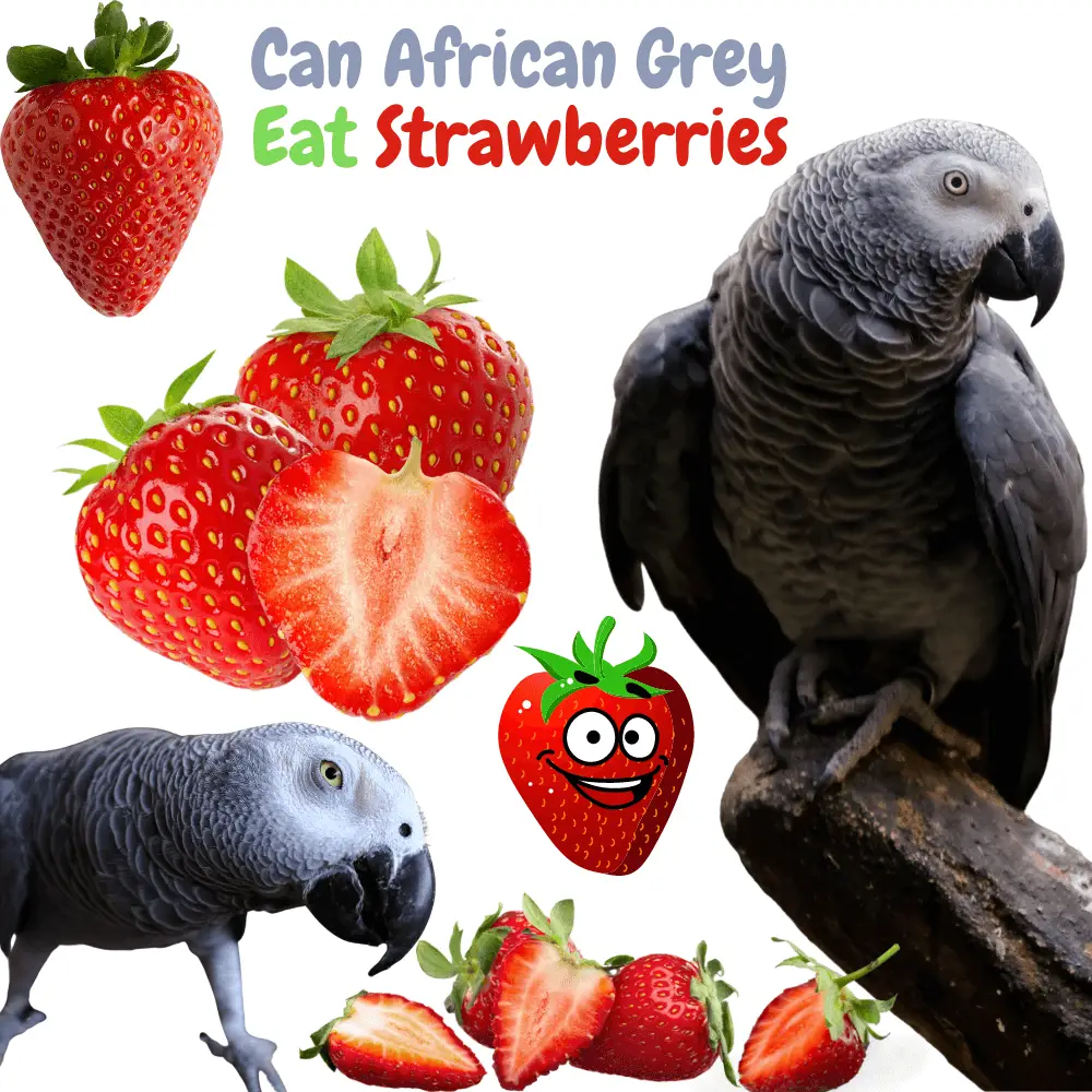 Can African grey eat strawberries