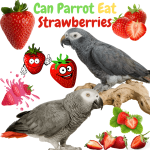 Can parrot eat Strawberries