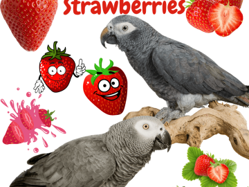 Can parrot eat Strawberries