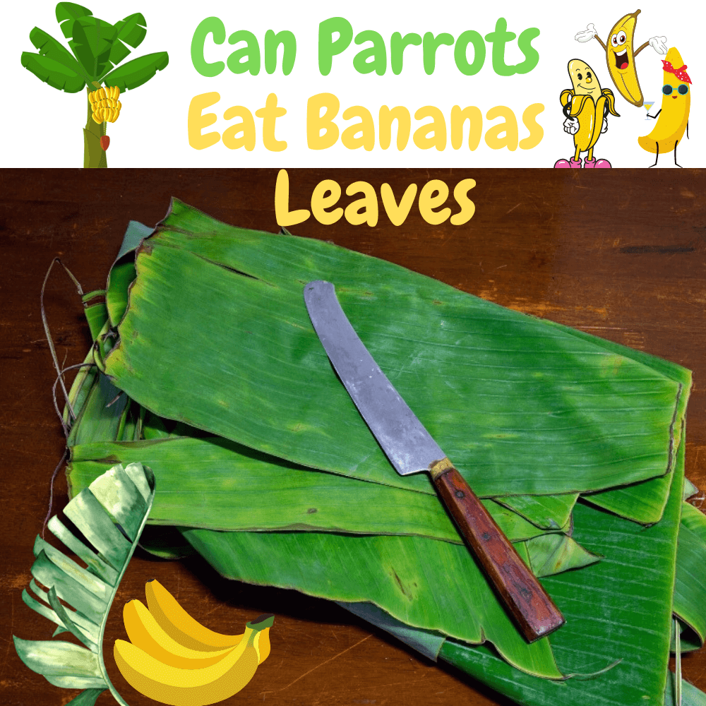 Can parrots eat banana leaves