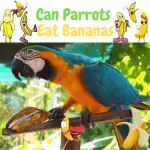 Can parrots eat bananas