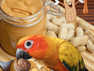 Can parrots eat peanut butter