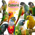 Conure Parrot
