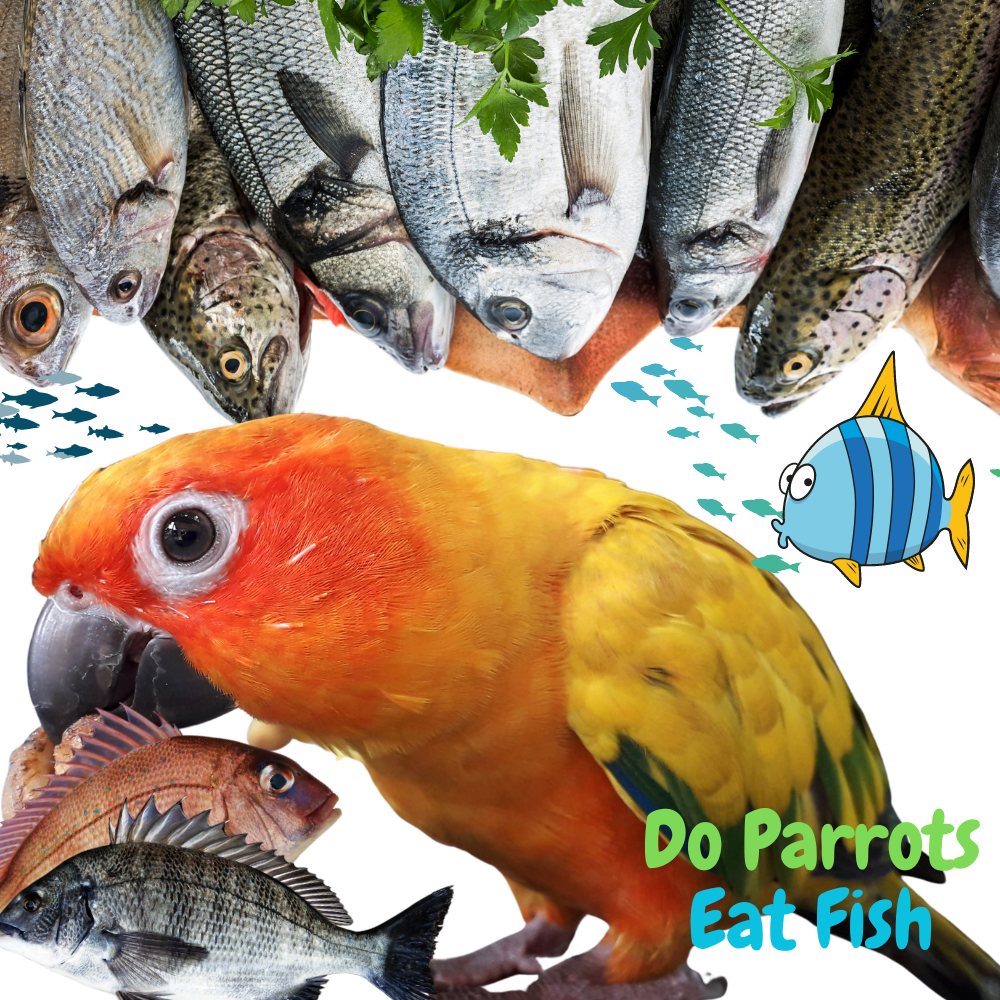 Do parrots eat fseafood