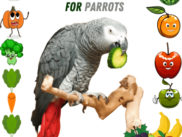 Fruits and vegetables for parakeets