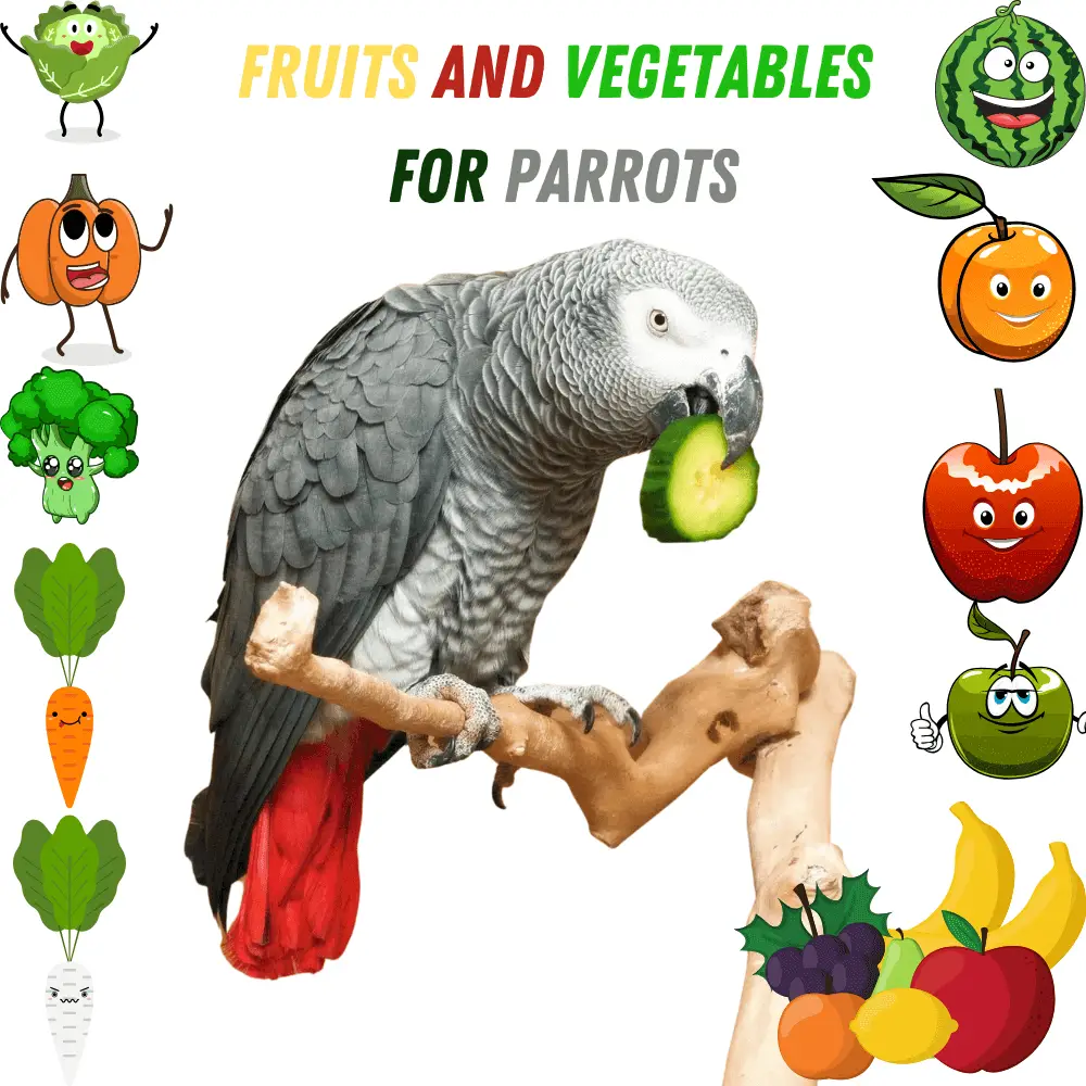 Fruits and vegetables for parakeets