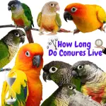 How long do conures live