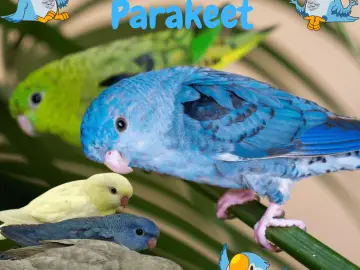 Lineolated parakeet