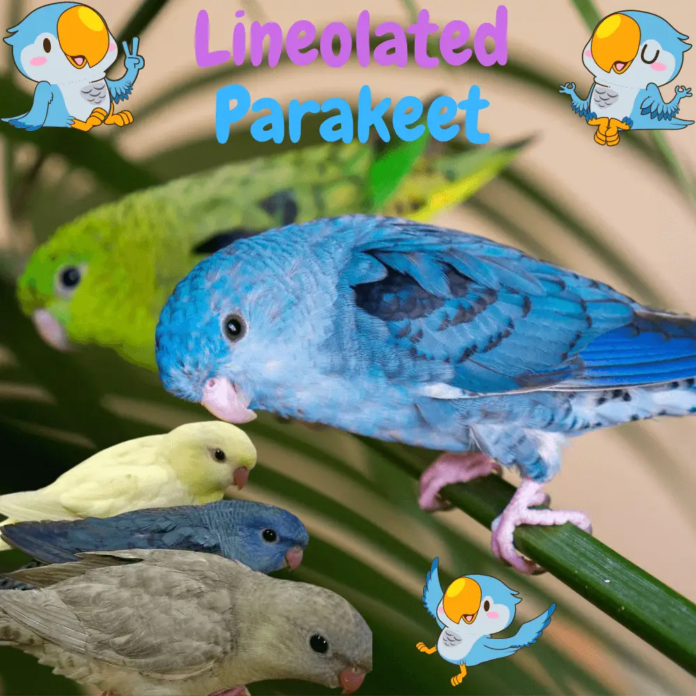 lineolated parakeet color mutations