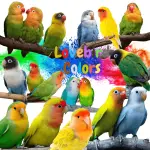 Lovebird Colors