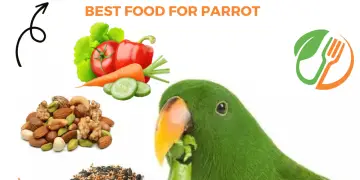 Parrot food