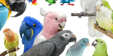 Parrots Characteristics