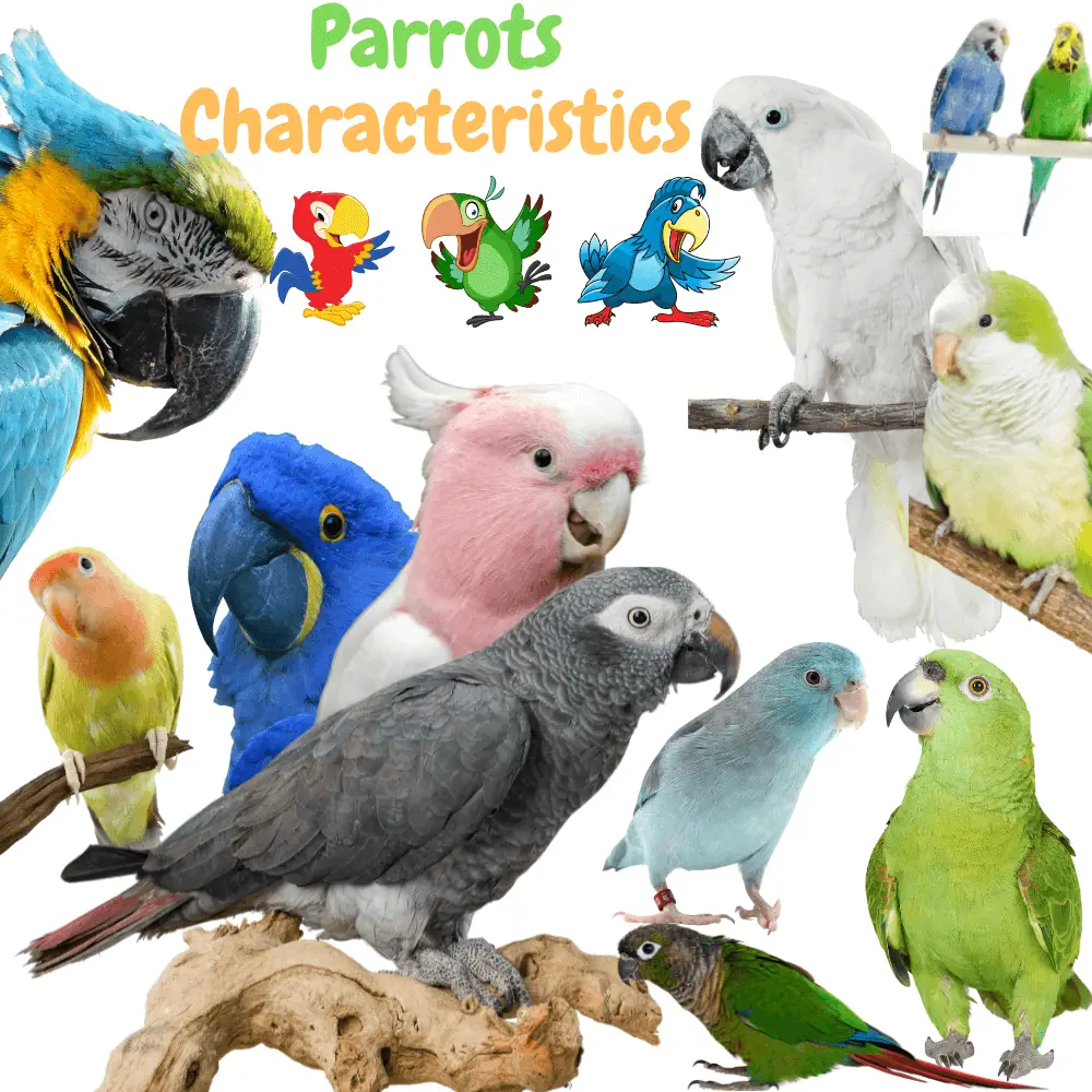 Parrots Characteristics