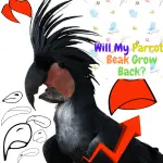 Will my parrot's beak grow back