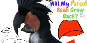 Will my parrot's beak grow back