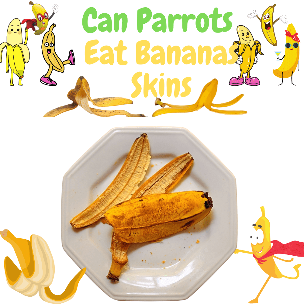 can parrots eat banana skins