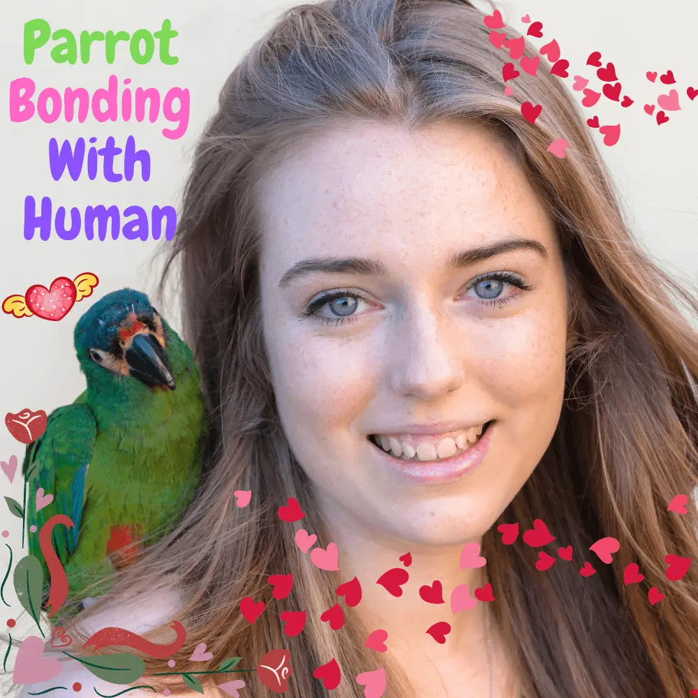 parrot bonding with human