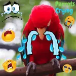 parrots crying