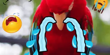 parrots crying