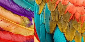 parrots feathers