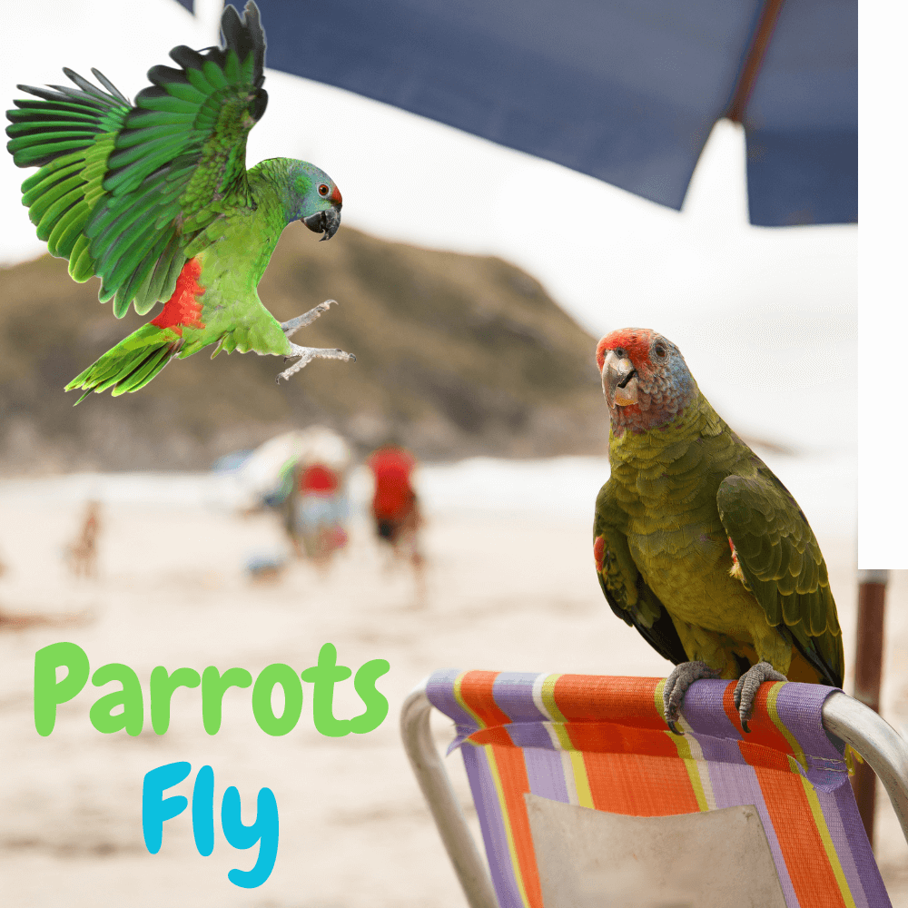 parrots fly