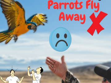 reasons why parrots fly away