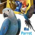 rio parrot