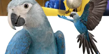 rio parrot