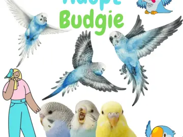 Adopt budgie