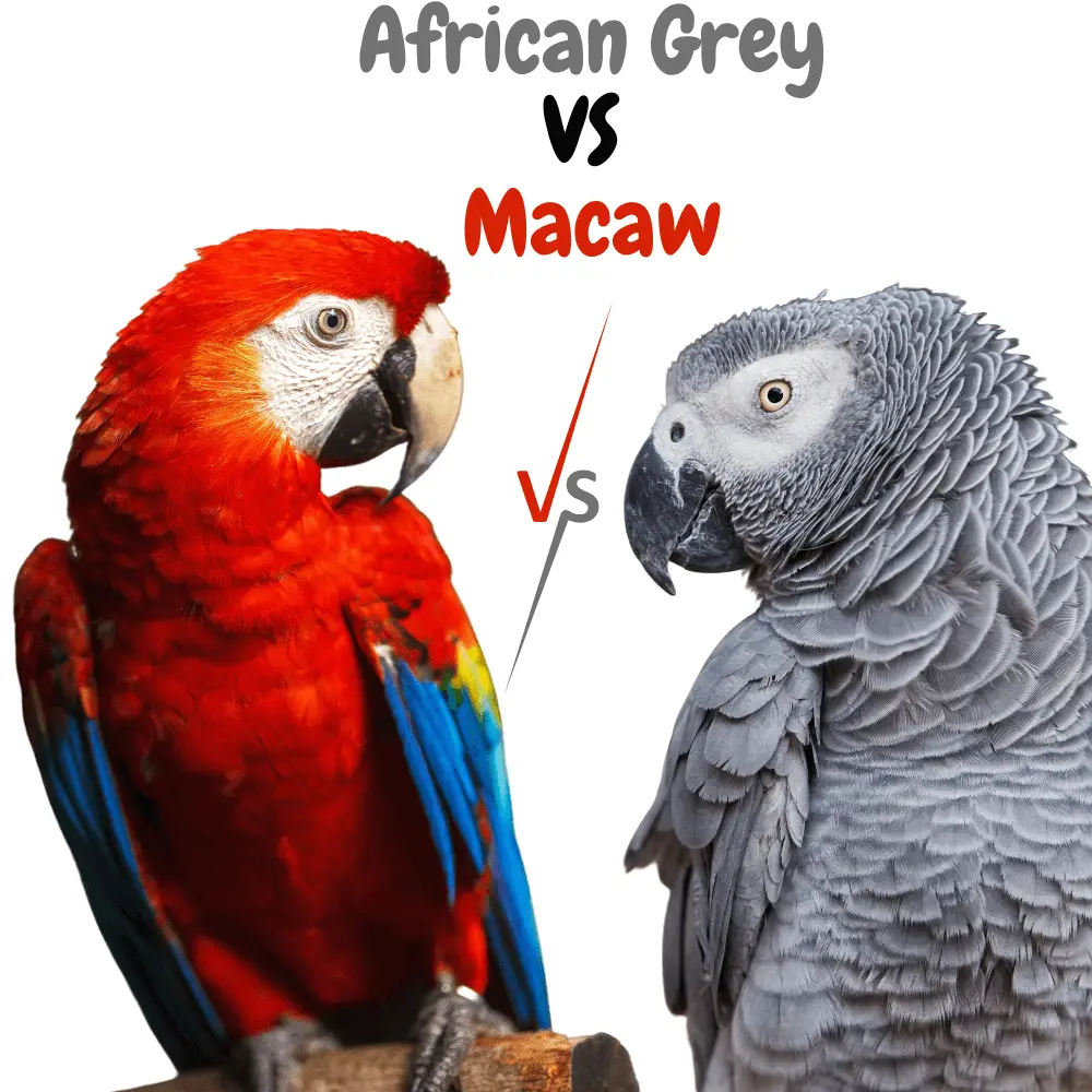 African grey vs macaw