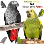 Amazon Parrot and African Grey Parrot