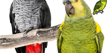 Amazon Parrot and African Grey Parrot