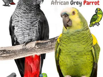 Amazon Parrot and African Grey Parrot