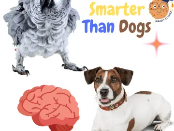 Are parrots smarter than dogs