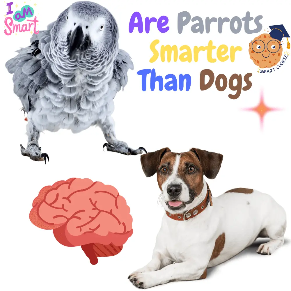 Are parrots smarter than dogs