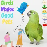 Birds make good pets