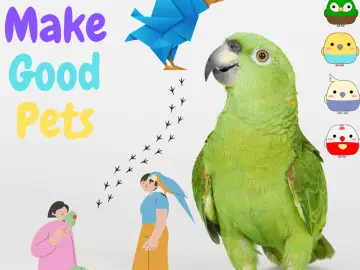 Birds make good pets