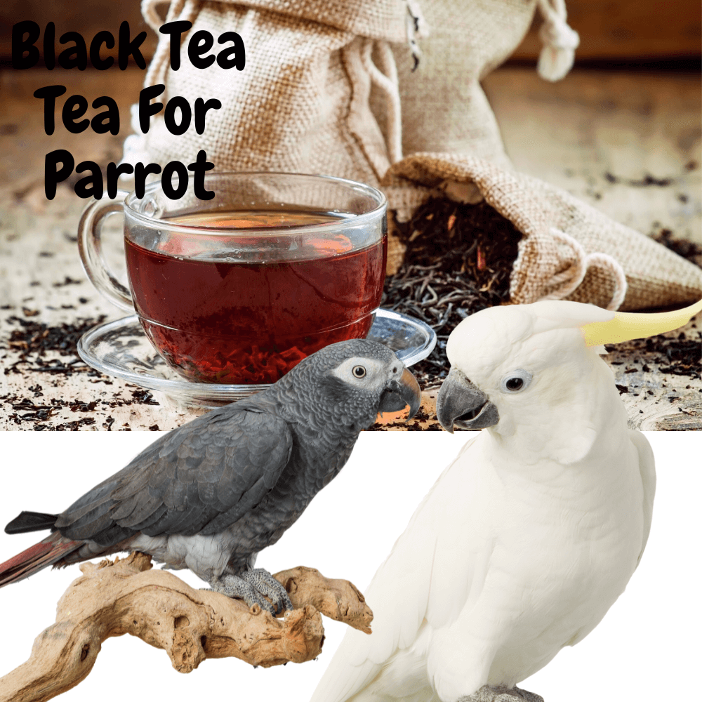 Black tea for parrot